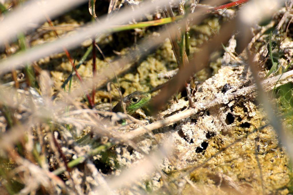 Lacerta bilineata giovane?